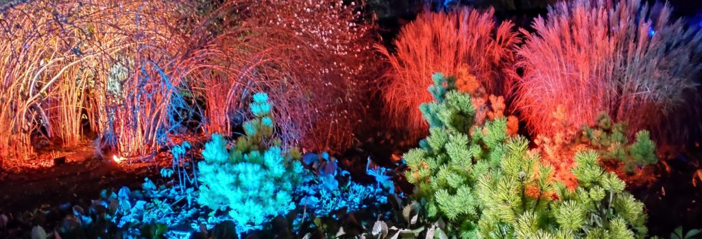 Image of a brightly coloured garden in winter lit with startlingly gaudy lights